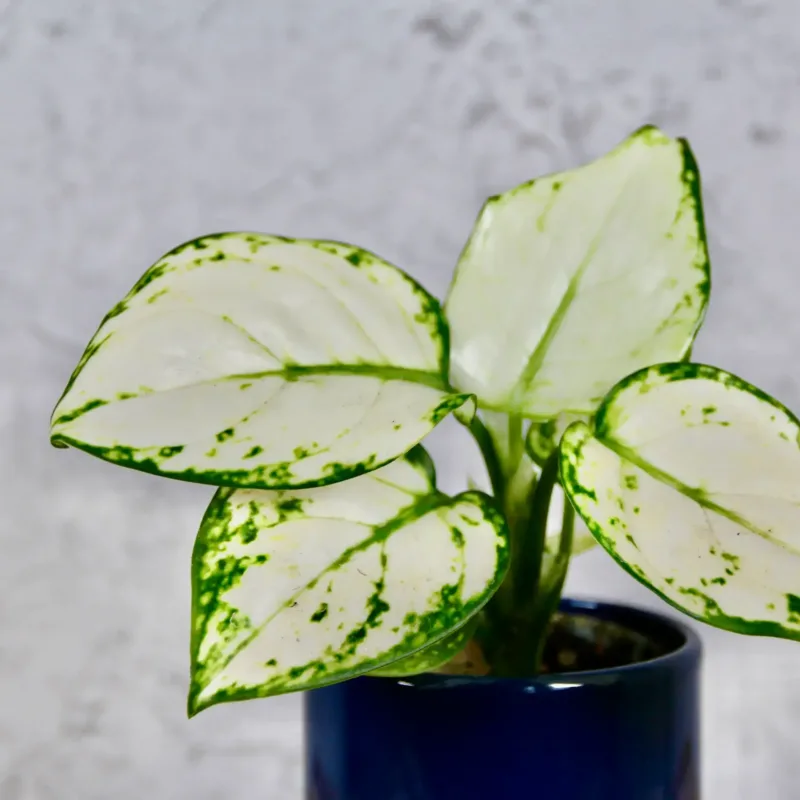 aglaonema-snowflake-bila-kytka-pokojovka-rostlina-rostlinkovo aglaonema-snowflake-bila-kytka-pokojovka-rostlina-rostlinkovo