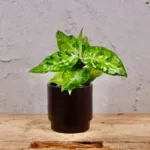 aglaonema-pictus-tricolor-baby-rostlina-rostlinkovo