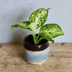 dieffenbachia-maculata-amy-difenbachie-rostliny-rostlinkovo