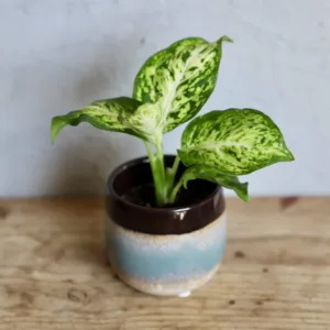 dieffenbachia-maculata-amy-difenbachie-rostliny-rostlinkovo