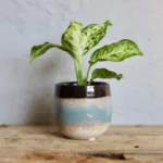 dieffenbachia-maculata-amy-difenbachie-rostliny-rostlinkovo