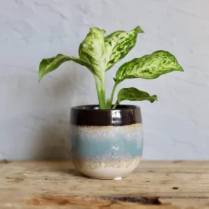 dieffenbachia-maculata-amy-difenbachie-rostliny-rostlinkovo