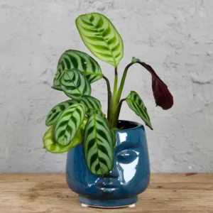 calathea-ctenanthe-burle-marxii-rostlina-rostlinkovo
