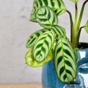 calathea-ctenanthe-burle-marxii-rostlina-rostlinkovo