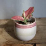 aglaonema-red-zirkon-baby-ruzova-kytka-rostlina-rostlinkovo