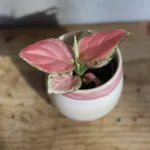 aglaonema-red-zirkon-baby-ruzova-kytka-rostlina-rostlinkovo