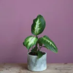 dieffenbachia-camilla-rostlina-kytka-rostlinkovo