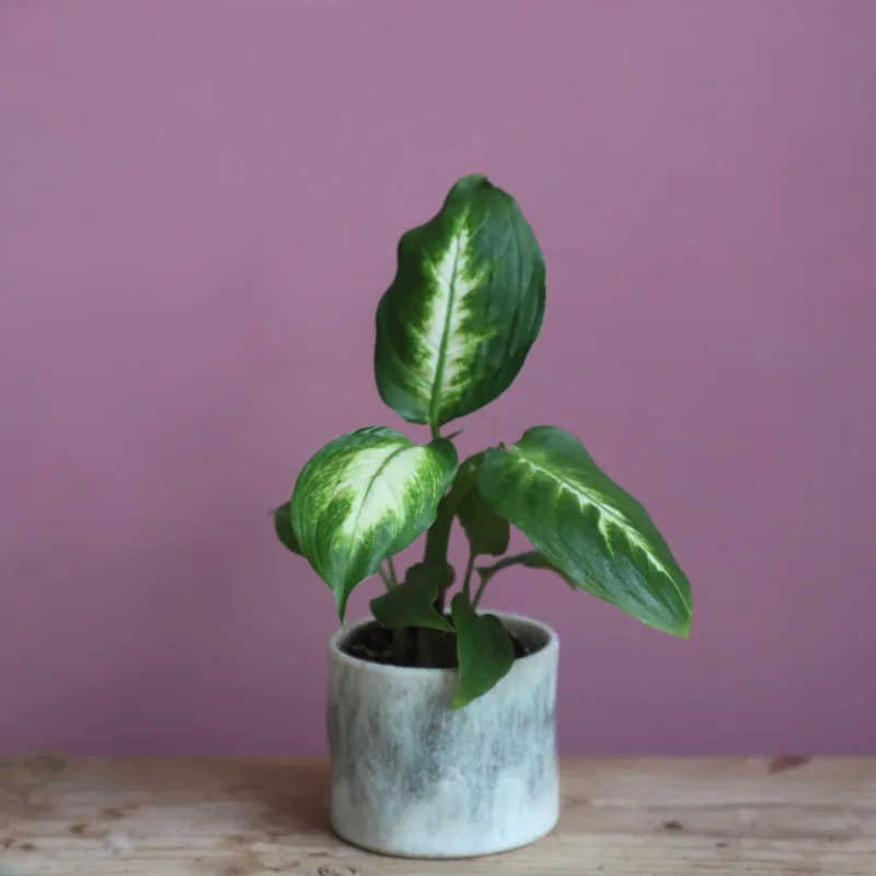 dieffenbachia-camilla-rostlina-kytka-rostlinkovo dieffenbachia-camilla-rostlina-kytka-rostlinkovo