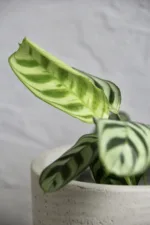 calathea-ctenanthe-burle-marxii-rostlina-rostlinkovo
