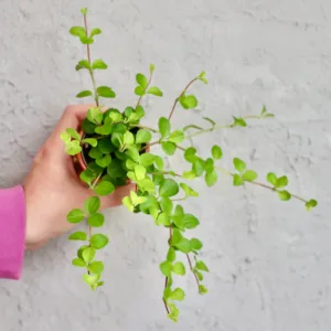 peperomia-rotundifolia-popinava-rostlina-rostlinkovo