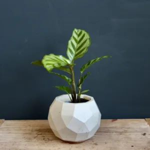 calathea-setosa-rostlina-rostlinkovo