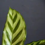 calathea-setosa-rostlina-rostlinkovo