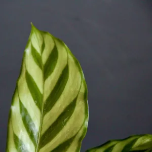 calathea-setosa-rostlina-rostlinkovo