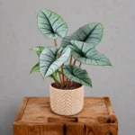 alocasia-platinum-rostlinkovo