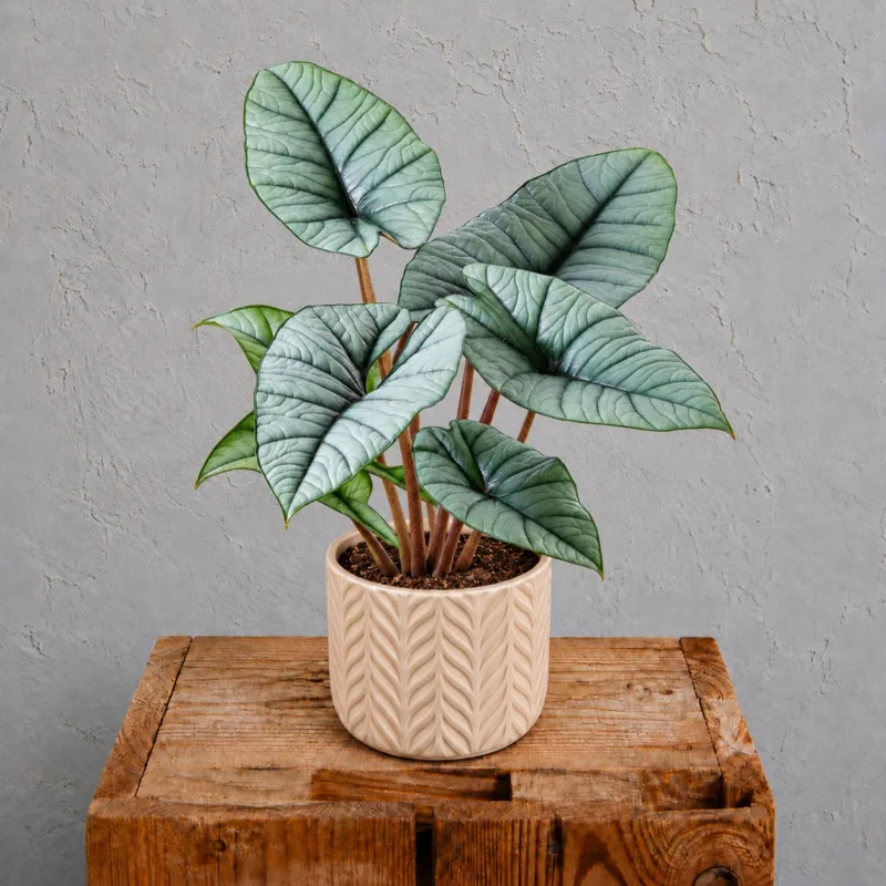 alocasia-platinum-rostlinkovo