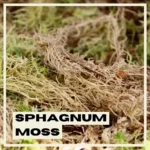 Sphagnum-moss-raselinik-mech-rizkovani-rostlinkovo
