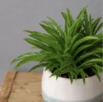 peperomia-happy-bean-rostlina-rostlinkovo
