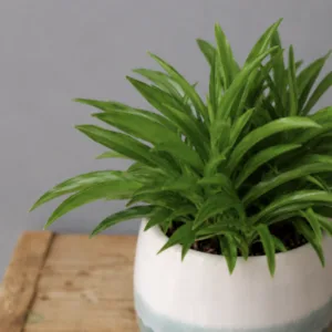 peperomia-happy-bean-rostlina-rostlinkovo