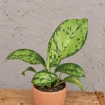 dieffenbachia-crocodile-difenbachie-rostlina-pokojovka-rostlinkovo