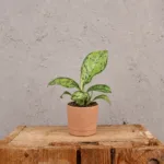 dieffenbachia-crocodile-difenbachie-rostlina-pokojovka-rostlinkovo