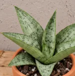 sansevieria-cinta-tchynin-jazyk-rostlina-pokojovka-rostlinkovo