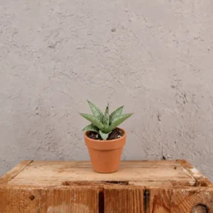 sansevieria-cinta-tchynin-jazyk-rostlina-pokojovka-rostlinkovo