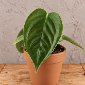 anthurium-veitchii-rostlina-pokojovka-rostlinkovo