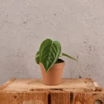 anthurium-veitchii-rostlina-pokojovka-rostlinkovo