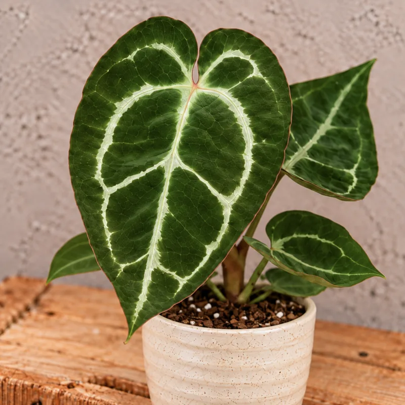 anthurium-crystallinum-anturie-rostlina-rostlinkovo anthurium-crystallinum-anturie-rostlina-rostlinkovo