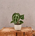 anthurium-crystallinum-rostlina-pokojovka-rostlinkovo