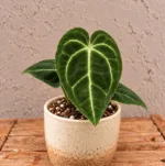 anthurium-regale-rostlina-anturie-pokojovka-rostlinkovo
