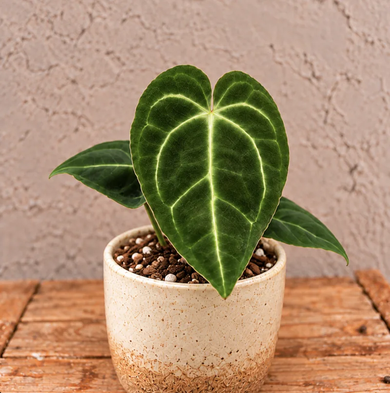anthurium-regale-rostlina-anturie-pokojovka-rostlinkovo anthurium-regale-rostlina-anturie-pokojovka-rostlinkovo