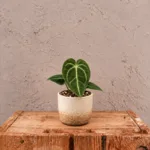 anthurium-regale-rostlina-anturie-pokojovka-rostlinkovo