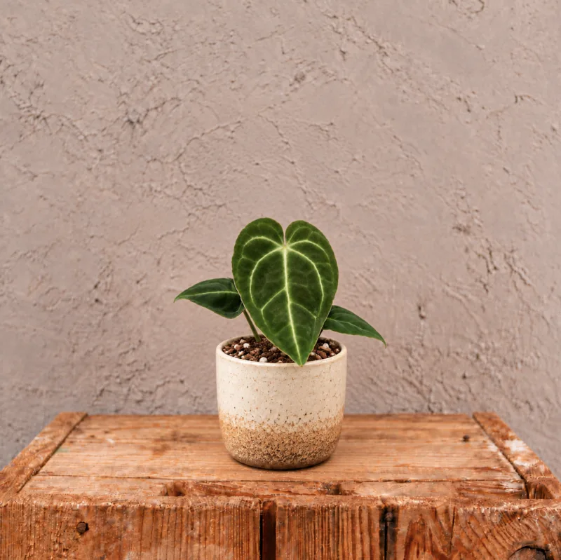 anthurium-regale-rostlina-anturie-pokojovka-rostlinkovo