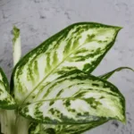 aglaonema-polar-springtime-rostlina-pokojovka-rostlinkovo