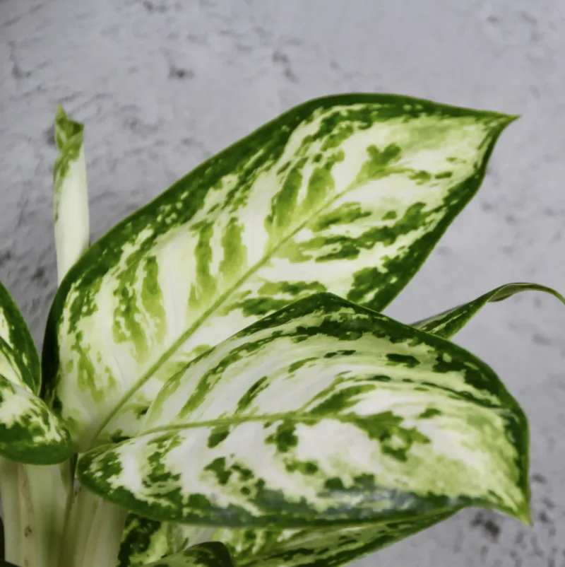 aglaonema-polar-springtime-rostlina-pokojovka-rostlinkovo