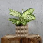 aglaonema-polar-springtime-rostlina-pokojovka-rostlinkovo