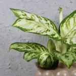 aglaonema-polar-springtime-rostlina-pokojovka-rostlinkovo
