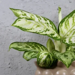 aglaonema-polar-springtime-rostlina-pokojovka-rostlinkovo