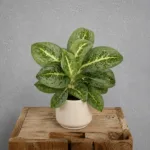 aglaonema-lemon-mint-rostlina-rostlinkovo