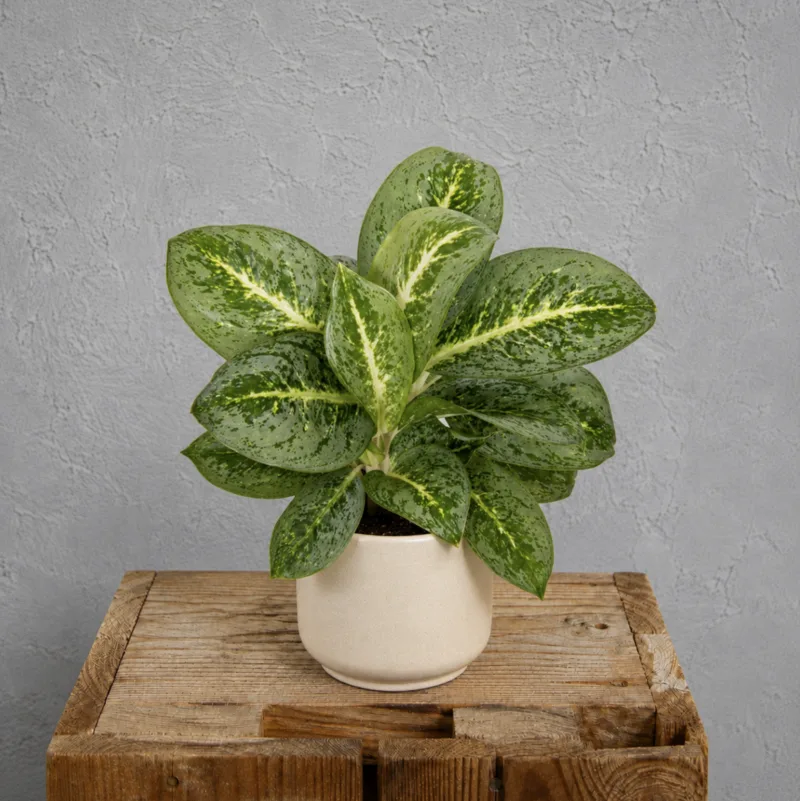 aglaonema-lemon-mint-rostlina-rostlinkovo