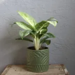aglaonema-lemon-mint-rostlina-rostlinkovo
