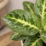 aglaonema-lemon-mint-rostlina-rostlinkovo