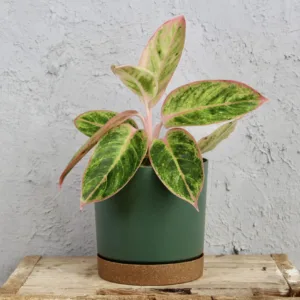 aglaonema-lipstick-pink-rostlina-pokojovka-rostlinkovo