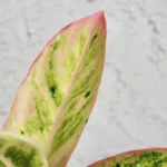 aglaonema-lipstick-pink-rostlina-pokojovka-rostlinkovo