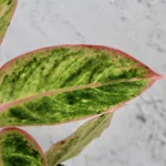 aglaonema-lipstick-pink-rostlina-pokojovka-rostlinkovo