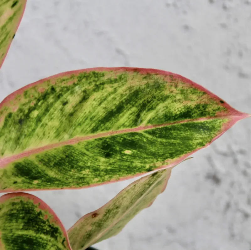 aglaonema-lipstick-pink-rostlina-pokojovka-rostlinkovo