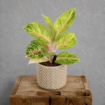 aglaonema-rose-parakeet-pokojovka-rostlina-rostlinkovo