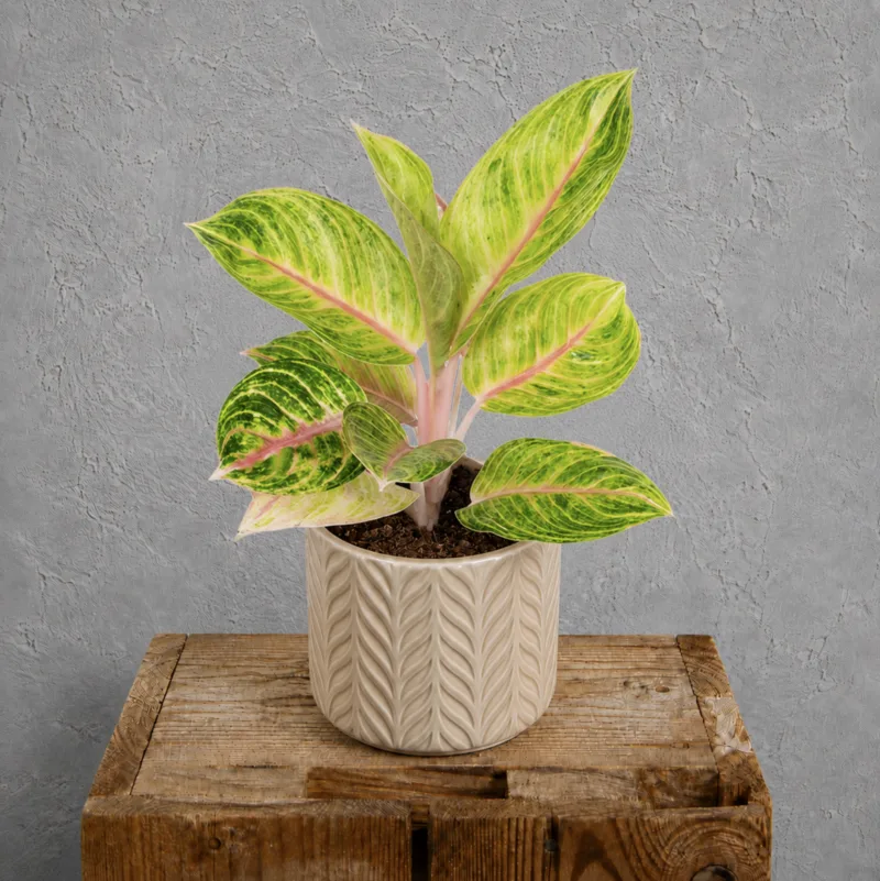 aglaonema-rose-parakeet-pokojovka-rostlina-rostlinkovo