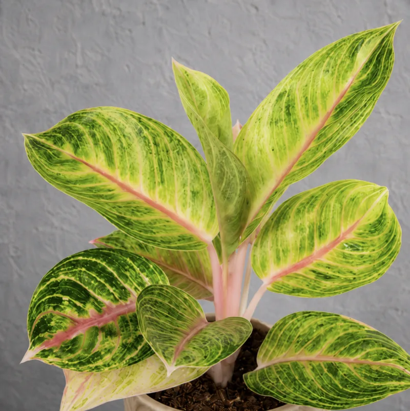 aglaonema-rose-parakeet-pokojovka-rostlina-rostlinkovo aglaonema-rose-parakeet-pokojovka-rostlina-rostlinkovo